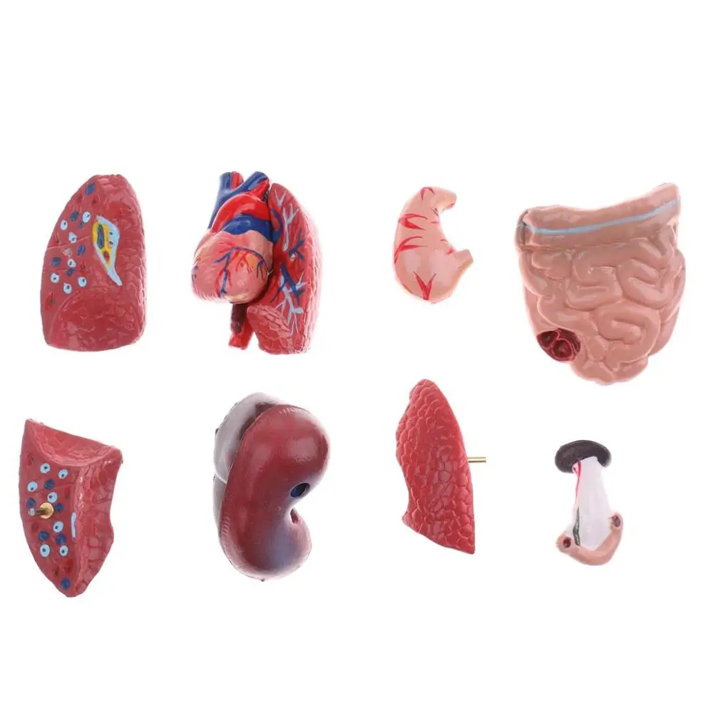 Human Body Model Torso Anatomy Anatomical Medical Internal Organs Skeleton Visceral Brain anatomical teaching can Dropshipping
Human Body Model Torso Anatomy Anatomical Medical Internal Organs Skeleton Visceral Brain anatomical teaching can Dropshipping