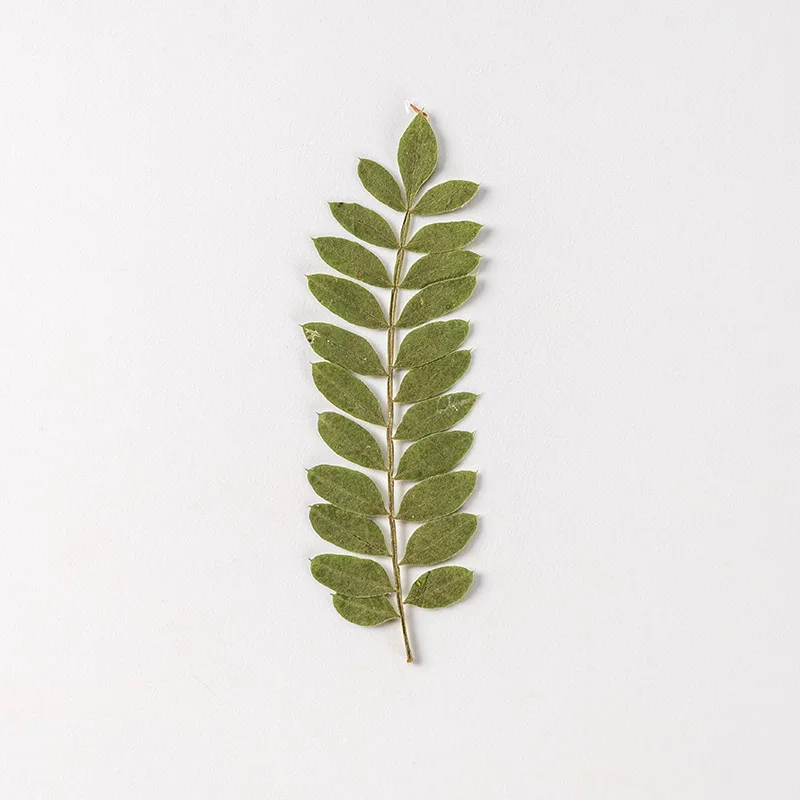 12pcs/pack Pressed Dried Albizia Leaf Necklace Jewelry Making Craft Embossing Phone Case Bookmark Craft DIY Accessories Decor
12pcs/pack Pressed Dried Albizia Leaf Necklace Jewelry Making Craft Embossing Phone Case Bookmark Craft DIY Accessories Decor