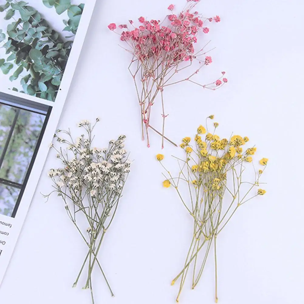 50 шт./пакет Gypsophila сушеный цветок прессованный цветок рельефный натуральный сушеный цветок многоцелевый фотоматериал
50 шт./пакет Gypsophila сушеный цветок прессованный цветок рельефный натуральный сушеный цветок многоцелевый фотоматериал