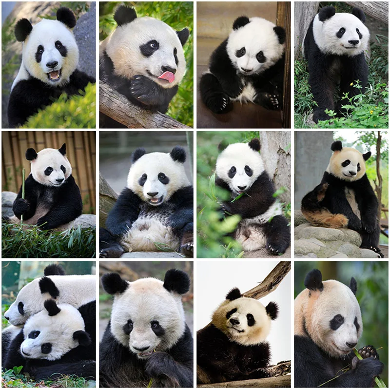 DIY Panda 5D Diamond Painting Full Square Drill Animal Diamond Embroidery Cross Stitch Mosaic Kits Wall Art Gift Home Decor
DIY Panda 5D Diamond Painting Full Square Drill Animal Diamond Embroidery Cross Stitch Mosaic Kits Wall Art Gift Home Decor