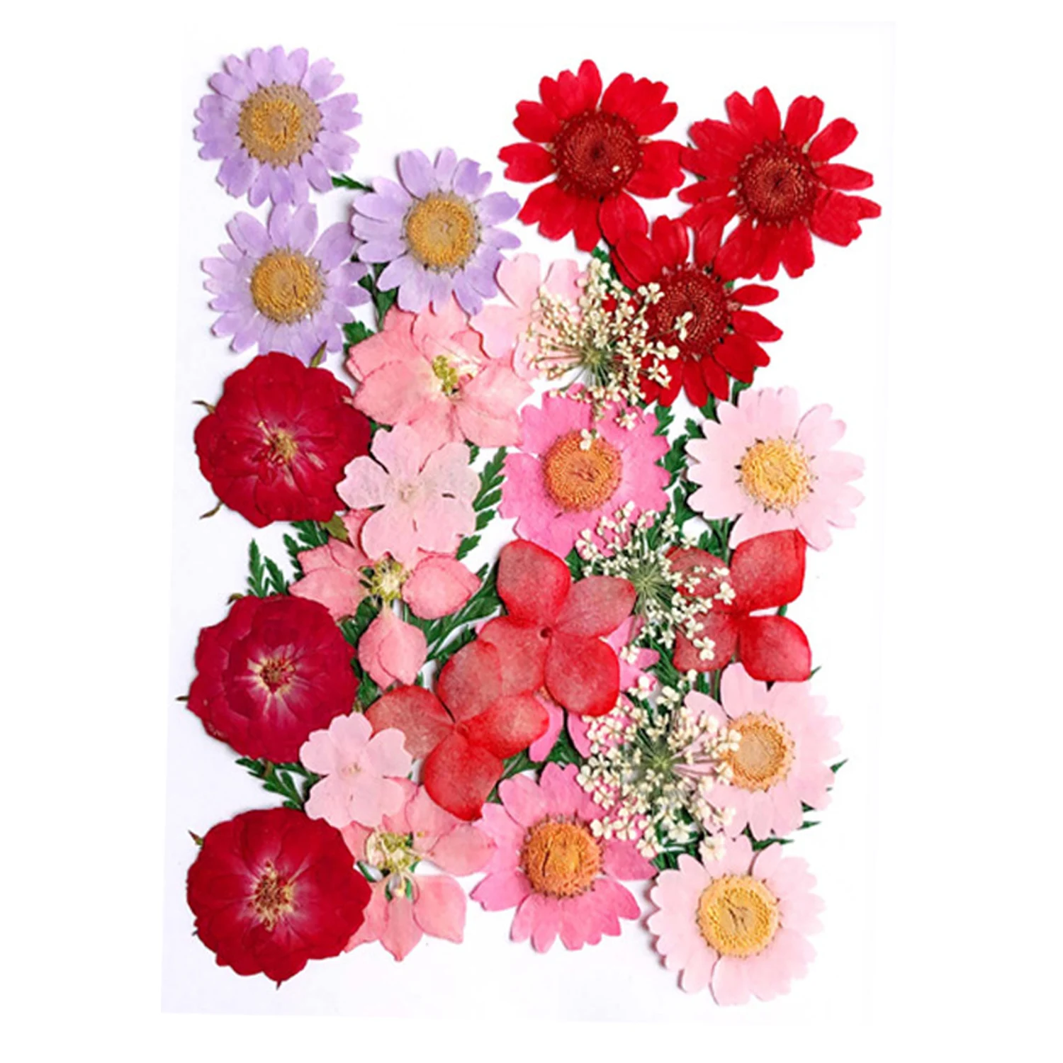 1 Bag Large Petal Dried Flowers UV Resin Filling Jewelry Decorative Natural Pressed Flower Art Floral Decors Epoxy Resin Mold
1 Bag Large Petal Dried Flowers UV Resin Filling Jewelry Decorative Natural Pressed Flower Art Floral Decors Epoxy Resin Mold