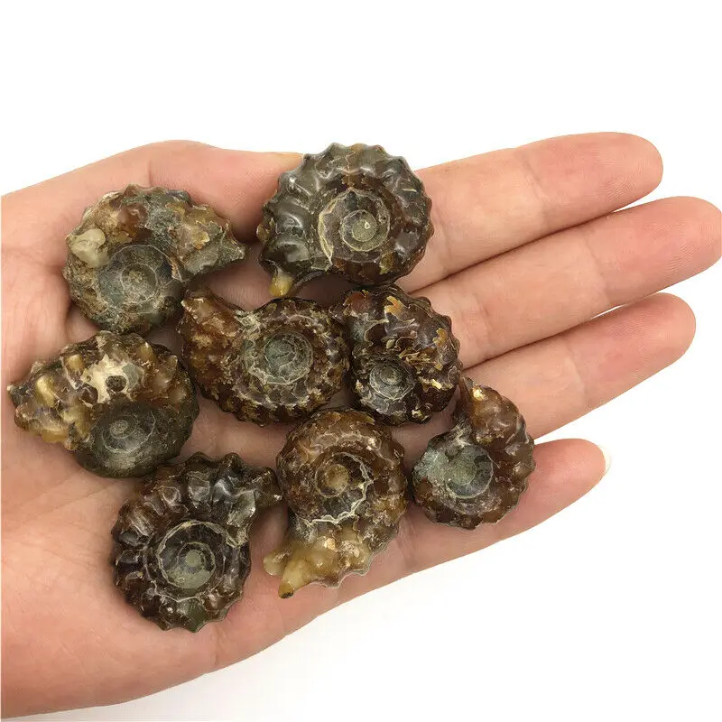 Wholesale 1PC Natural Ammonite Conch Crystal Specimen Healing Stones Decor Madagascar Natural Quartz Crystals
Wholesale 1PC Natural Ammonite Conch Crystal Specimen Healing Stones Decor Madagascar Natural Quartz Crystals