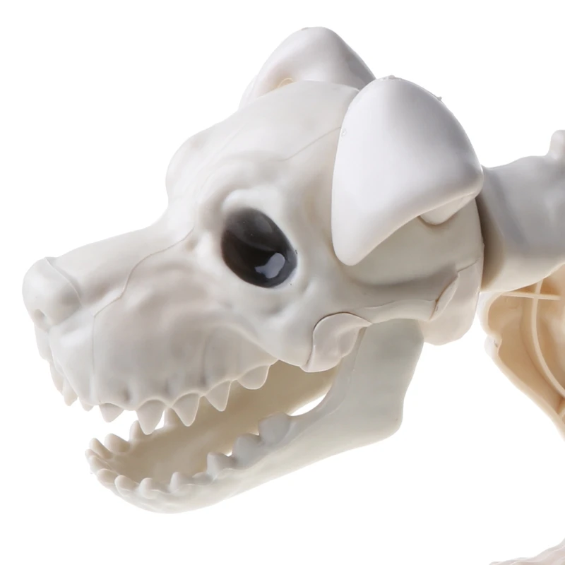 Halloween Themed Party Ornaments Scary Standing Skeleton Dog Horrific Scene Prop
Halloween Themed Party Ornaments Scary Standing Skeleton Dog Horrific Scene Prop