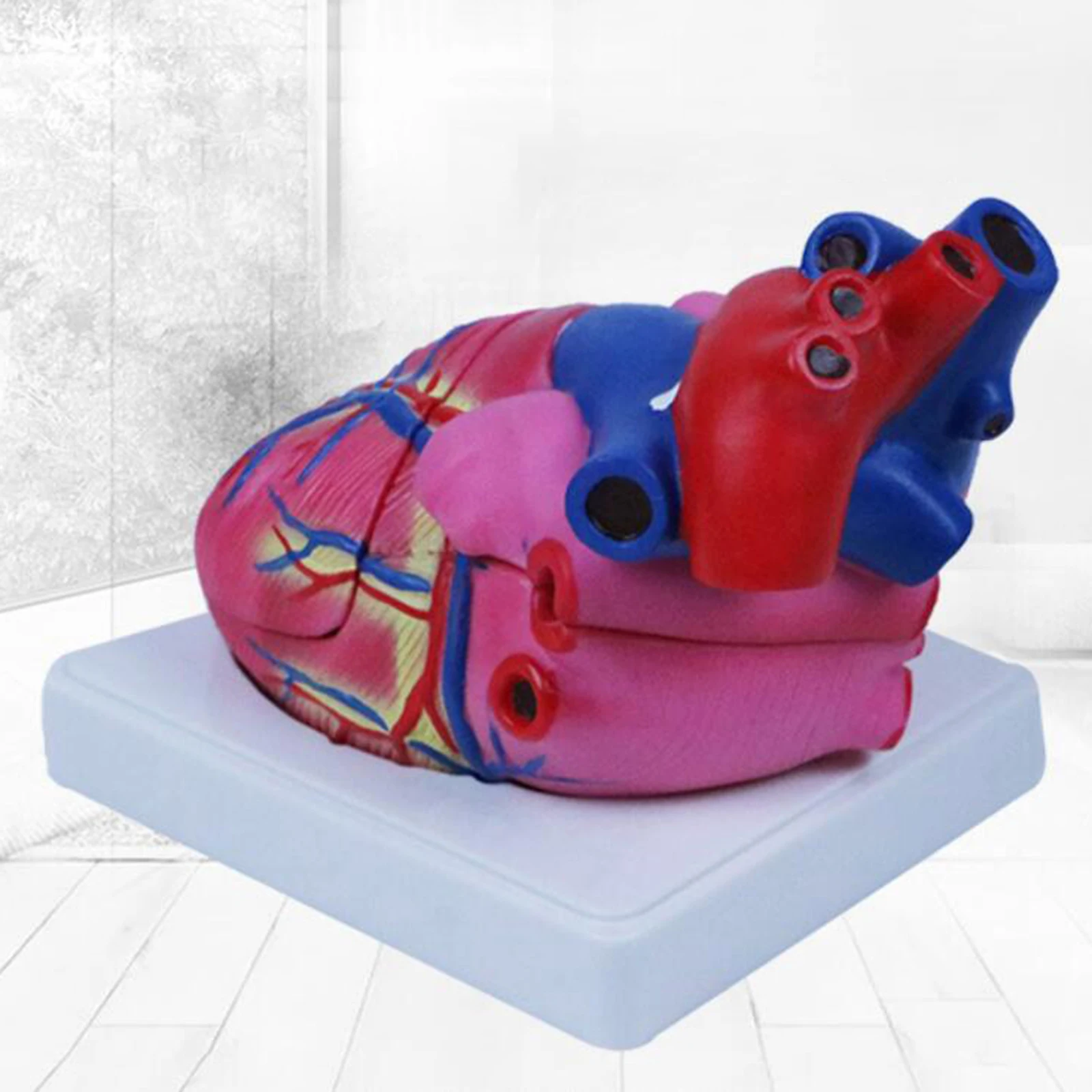 Anatomical Human Heart Model Heart Structure w/ Base Stand Display Anatomy Science Classroom Learning Educational Props
Anatomical Human Heart Model Heart Structure w/ Base Stand Display Anatomy Science Classroom Learning Educational Props