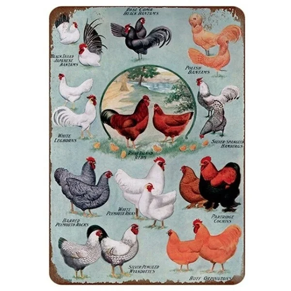 The Hen House Shabby Metal Tin Signs Farm fresh eggs Metal Plate Club Plaque Iron Painting Home Wall Stickers Retro Pub
The Hen House Shabby Metal Tin Signs Farm fresh eggs Metal Plate Club Plaque Iron Painting Home Wall Stickers Retro Pub