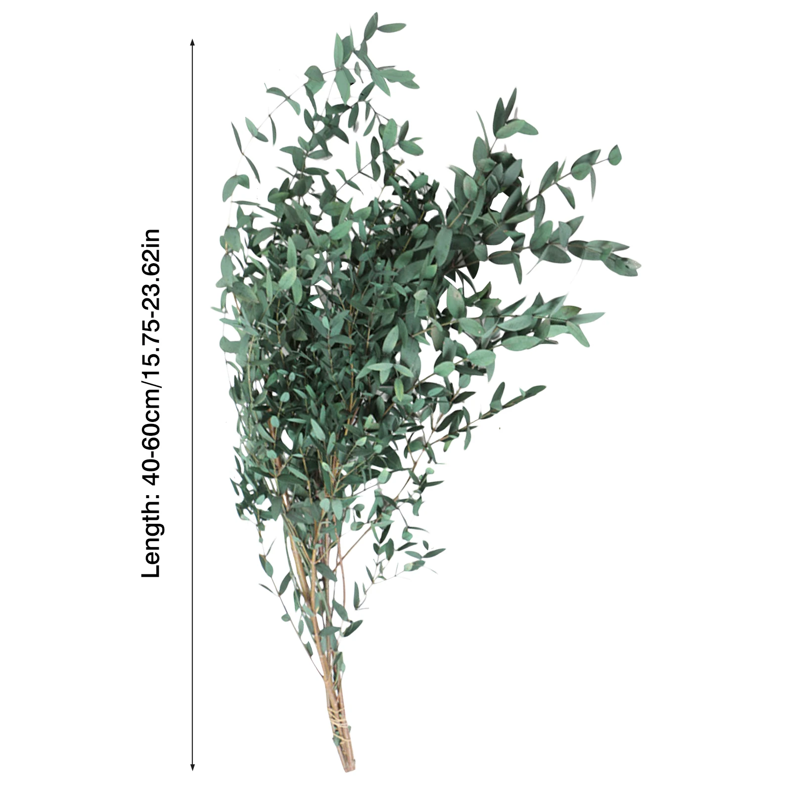 Eucalyptus Leaves Bouquet Eternal Dried Flower for Wedding Valentine's day decoration
Eucalyptus Leaves Bouquet Eternal Dried Flower for Wedding Valentine's day decoration