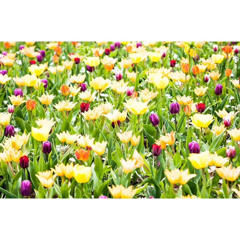 ZHISUXI Vinyl Photography Backdrops Flower and Wooden Planks Theme Photography Background 200309HK-018
ZHISUXI Vinyl Photography Backdrops Flower and Wooden Planks Theme Photography Background 200309HK-018