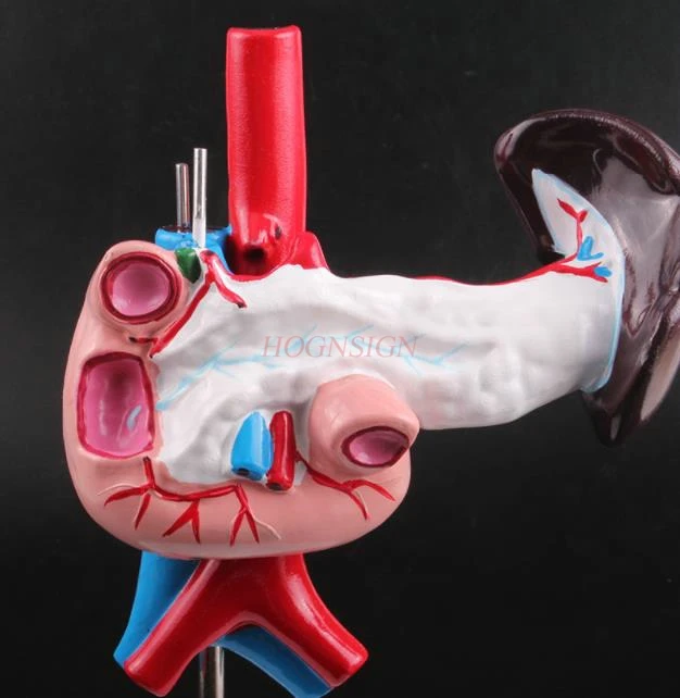 

Liver duodenum pancreas model junior high school biology experimental medical teaching aid human internal organs model
