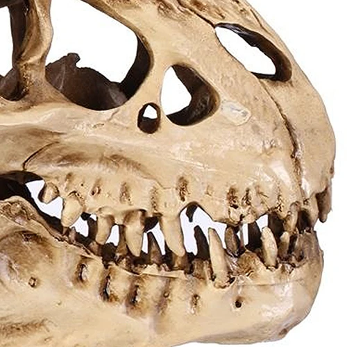 HOT SALES!!! Resin Dinosaur Skull Fossils Teaching Skeleton Model Halloween Festival Decor Wholesale Dropshipping
HOT SALES!!! Resin Dinosaur Skull Fossils Teaching Skeleton Model Halloween Festival Decor Wholesale Dropshipping