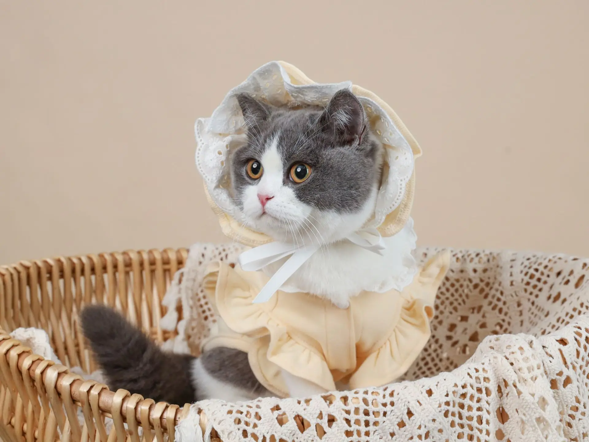 Милые толстовки для маленьких домашних животных, одежда для кошек и собак, желтая шляпа с пальто для щенков, чихуахуа, Акита, шнауцера, летня...
Милые толстовки для маленьких домашних животных, одежда для кошек и собак, желтая шляпа с пальто для щенков, чихуахуа, Акита, шнауцера, летня...