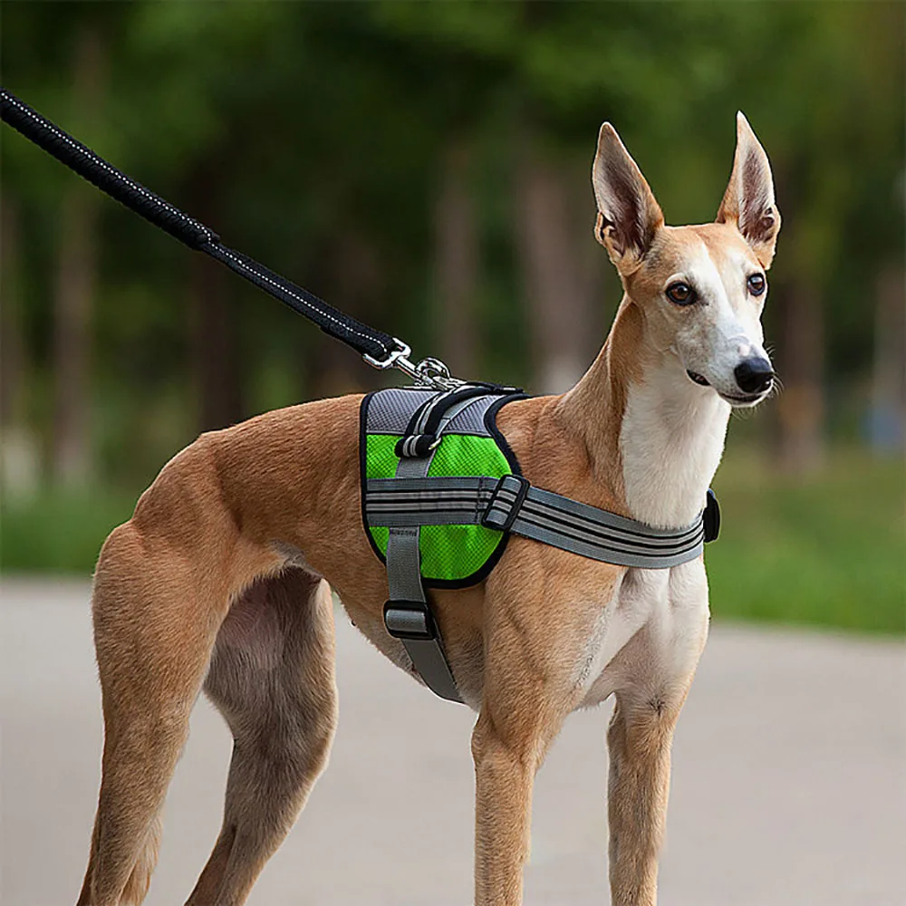 Регулируемый подходящий поводок, ошейник, светоотражающие товары для дрессировки домашних животных, нейлоновая шлейка для больших собак, не тянется, шлейка для средних и больших собак, жилет
Регулируемый подходящий поводок, ошейник, светоотражающие товары для дрессировки домашних животных, нейлоновая шлейка для больших собак, не тянется, шлейка для средних и больших собак, жилет