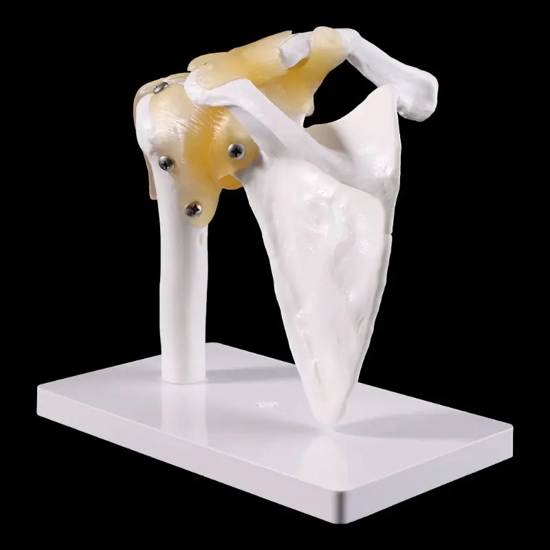 Functional Anatomical Life Size Human Anatomy Skeleton Shoulder Joint Bone Muscle Model For Teaching Study Tool
Functional Anatomical Life Size Human Anatomy Skeleton Shoulder Joint Bone Muscle Model For Teaching Study Tool