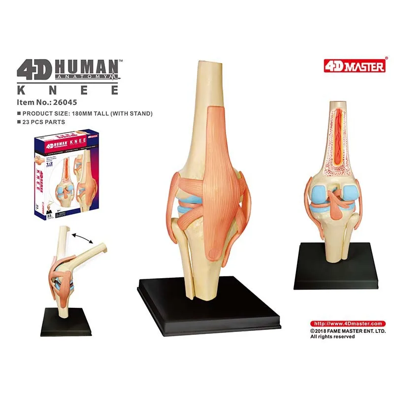 

4D анатомическая модель человеческих коленных суставов органов медицинского обучения игрушки для сборки головоломки DIY научная популяриза...
