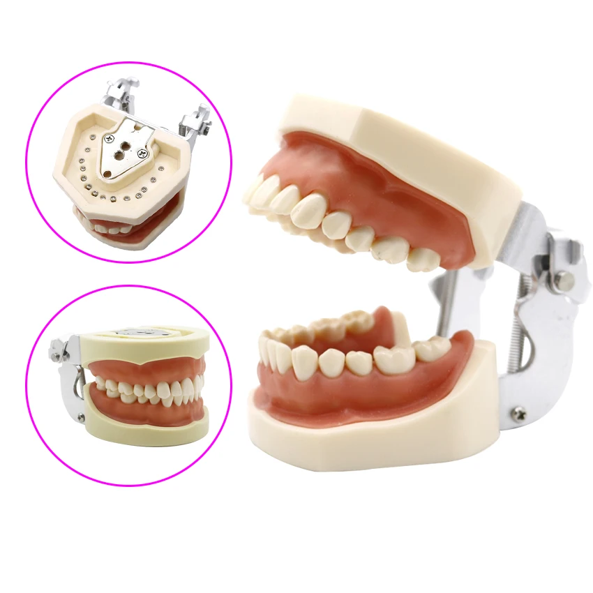 

Модель зубной резинки, модель для обучения стандартной модели зубной резины, модель зубной резины со съемными зубьями, модель зубной резины