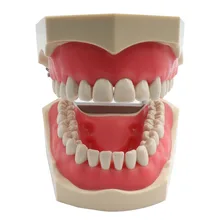 Стоматологическая Модель модель зубов ADC аккредитованная для