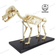 Dog Skeleton Model Education Model Canine Skeleton Standard Size Dog Display Lab Teach Veterinary Animals