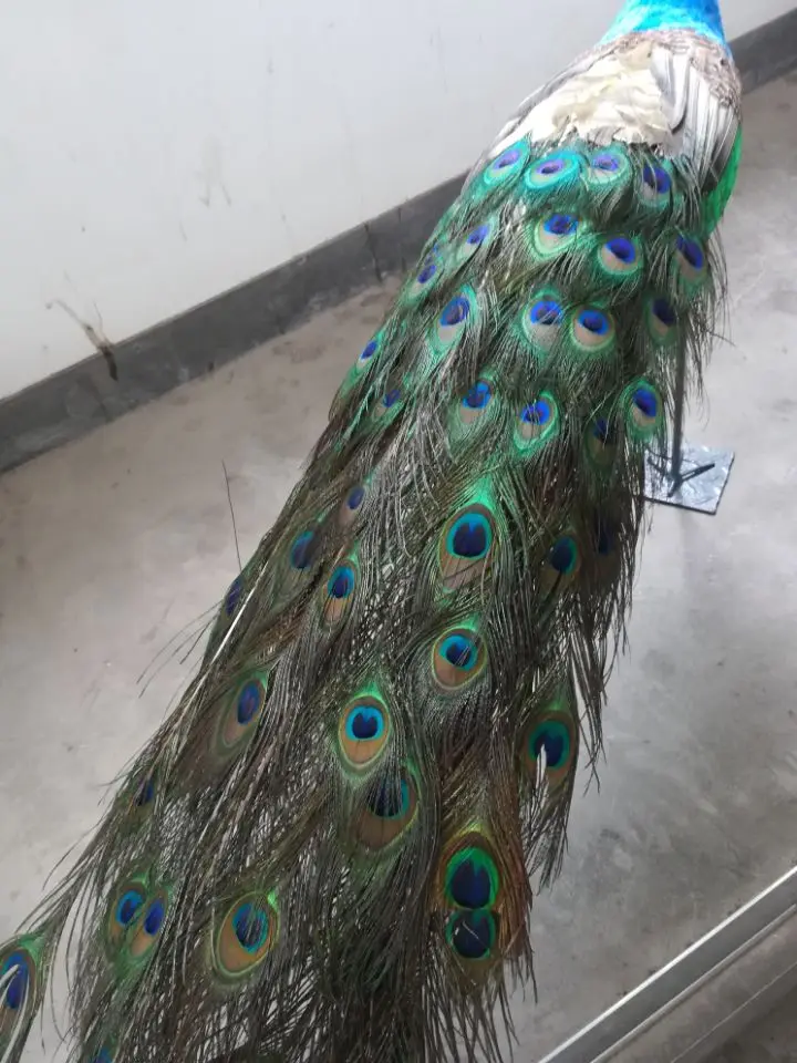 new beautiful peacock model foam&feather large colorful real life peacock bird gift about 150cm d0014
new beautiful peacock model foam&feather large colorful real life peacock bird gift about 150cm d0014