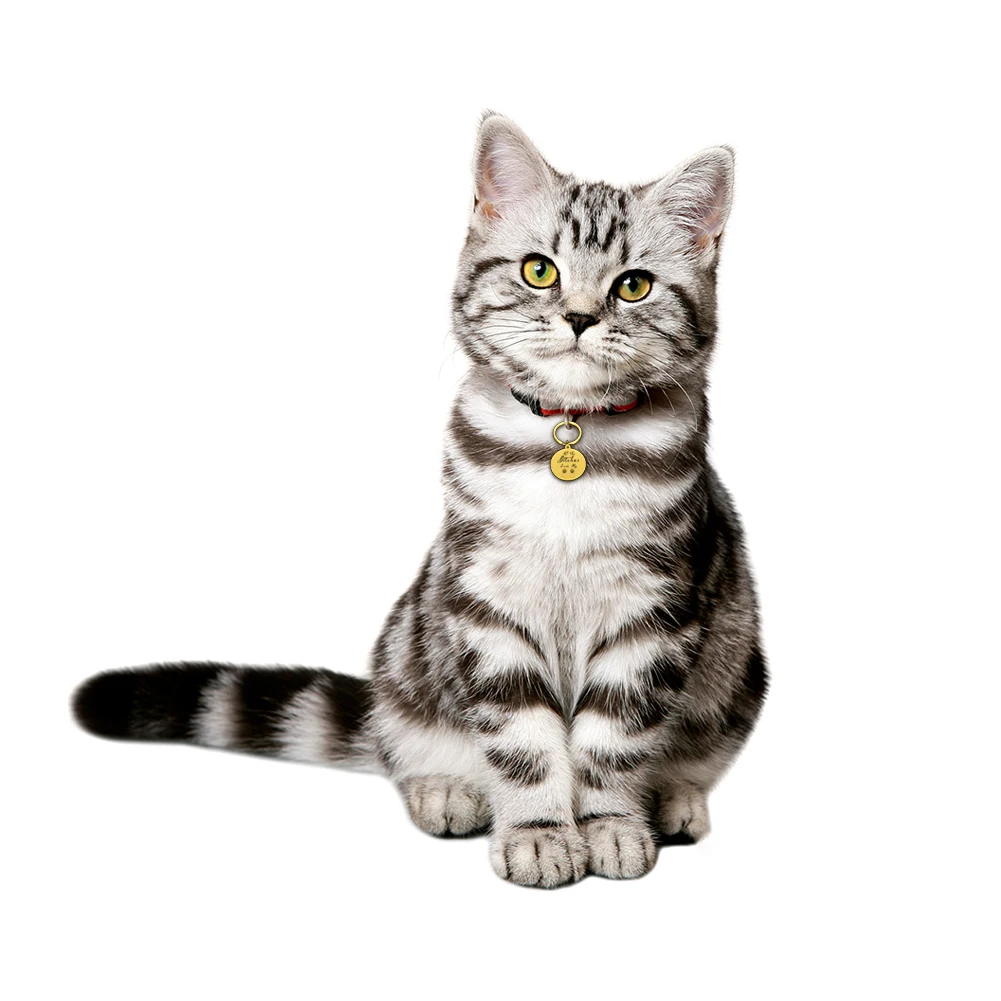 Personalized Collar Pet ID Tag Keychain Engraved Pet ID Name for Cat Puppy Dog Tag Pendant Keyring Bone Pet Accessories
Personalized Collar Pet ID Tag Keychain Engraved Pet ID Name for Cat Puppy Dog Tag Pendant Keyring Bone Pet Accessories