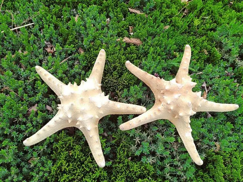 ABOUT 20CM MEDITERRANEAN NATURAL SHELL CONCH WHOLESALE NATURAL STARFISH SEA SEA SHELL STARFISH
ABOUT 20CM MEDITERRANEAN NATURAL SHELL CONCH WHOLESALE NATURAL STARFISH SEA SEA SHELL STARFISH