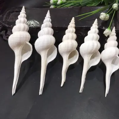 Long spiral 12-22 cm window decoration landscaping Mediterranean decoration wholesale conch shell
Long spiral 12-22 cm window decoration landscaping Mediterranean decoration wholesale conch shell