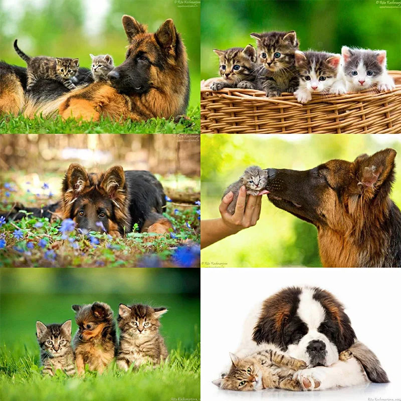 5D DIY Animal Dog Cat Diamond Painting Cross Stitch Full Square Round Drill Embroidery Handmade Home Room Wall Decor Craft
5D DIY Animal Dog Cat Diamond Painting Cross Stitch Full Square Round Drill Embroidery Handmade Home Room Wall Decor Craft