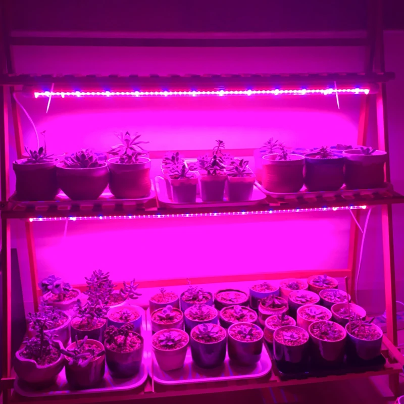Lamp For Seedings Home Indoor Cultivation Led Lights Greenhouse Plant Growing Lamp 5pcs Full Spectrum 220V Phytolamp For Orchids
Lamp For Seedings Home Indoor Cultivation Led Lights Greenhouse Plant Growing Lamp 5pcs Full Spectrum 220V Phytolamp For Orchids