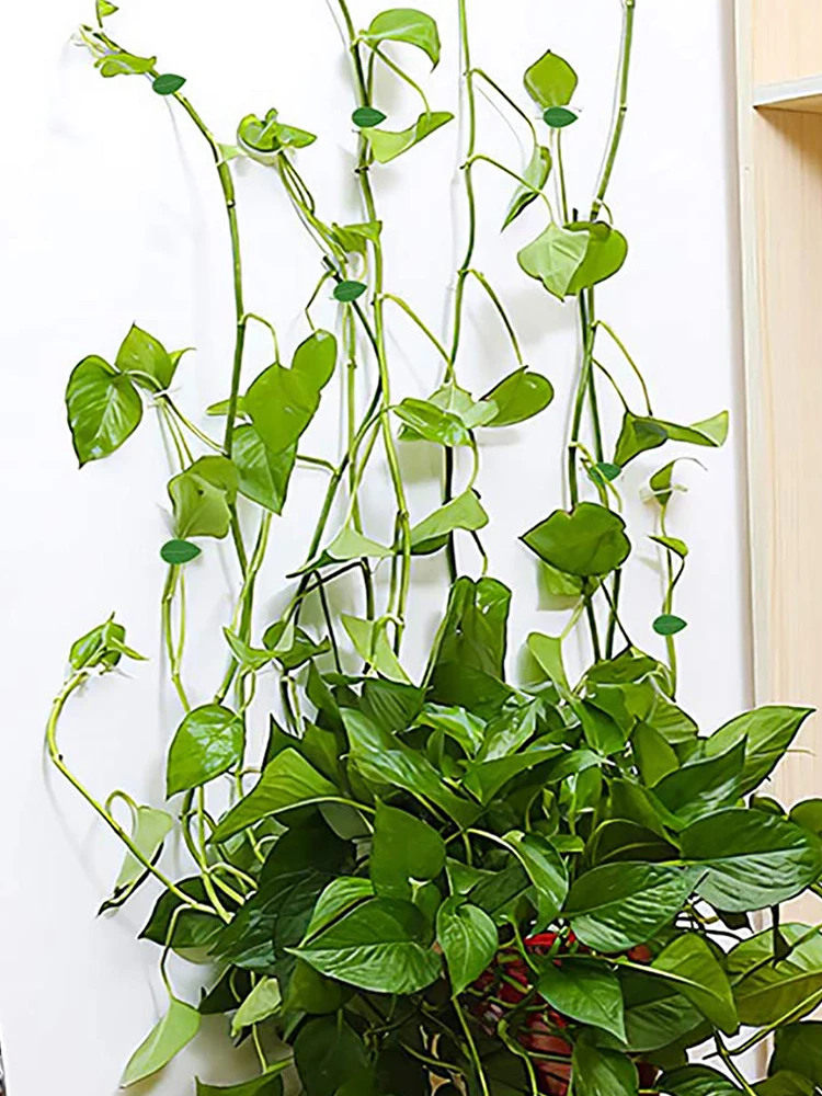 10PC Invisible Wall Rattan Clamp Clip Plant Climbing Wall Clip Wall Vines Fixture Wall Sticky Hook Holder Garden Supplies
10PC Invisible Wall Rattan Clamp Clip Plant Climbing Wall Clip Wall Vines Fixture Wall Sticky Hook Holder Garden Supplies