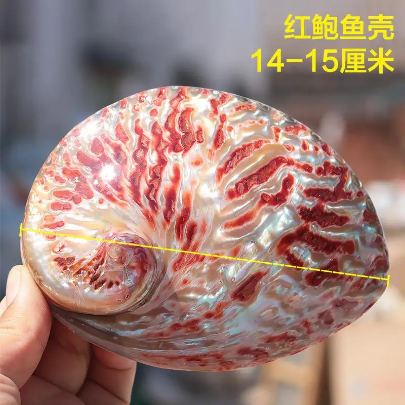 2pcs per lot abalone shells conch shell fish tank aquarium home furnishings ornaments
2pcs per lot abalone shells conch shell fish tank aquarium home furnishings ornaments