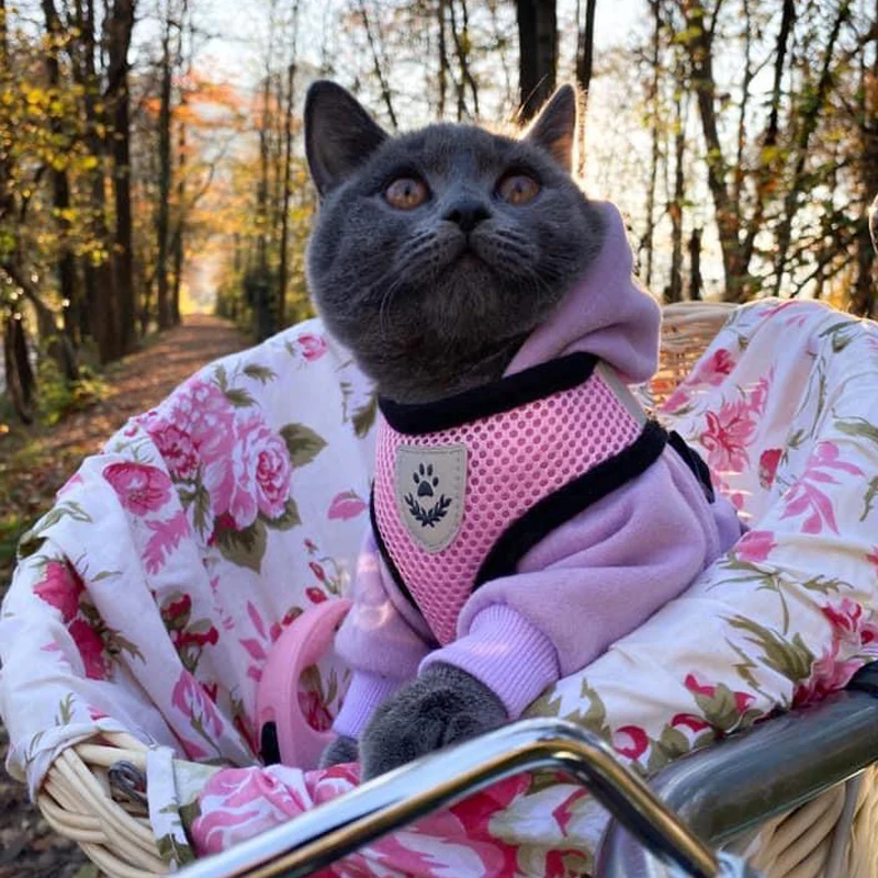 Reflective Cat Adjustable Harness Vest Walking Straps for Cat Lead Leash Kitten Dog Puppy Leads Pet Chest Harness For Cats Set 
Reflective Cat Adjustable Harness Vest Walking Straps for Cat Lead Leash Kitten Dog Puppy Leads Pet Chest Harness For Cats Set