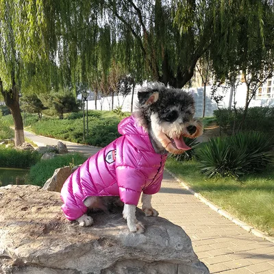Waterproof Autumn Winter Warm Hooded Dog Coat Jacket For Small Dogs Puppy Pet Jumpsuits Chihuahua Clothing Overalls
Waterproof Autumn Winter Warm Hooded Dog Coat Jacket For Small Dogs Puppy Pet Jumpsuits Chihuahua Clothing Overalls