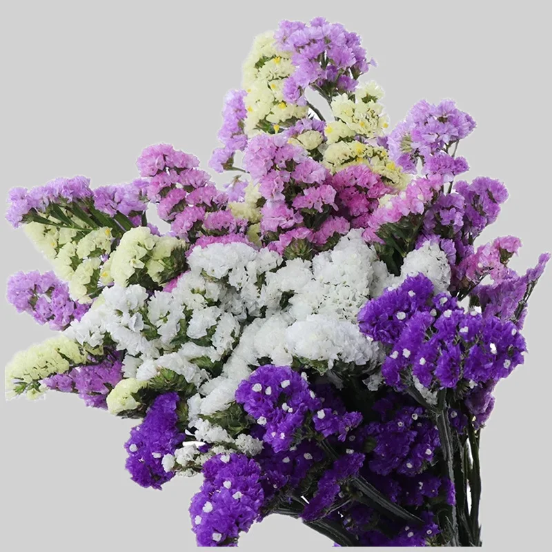 60CM Crystal Grass Natural Fresh Dried Preserved Forget Me Not Flowers,Real Forever Lover Grass Branch For Home Table Decoration
60CM Crystal Grass Natural Fresh Dried Preserved Forget Me Not Flowers,Real Forever Lover Grass Branch For Home Table Decoration