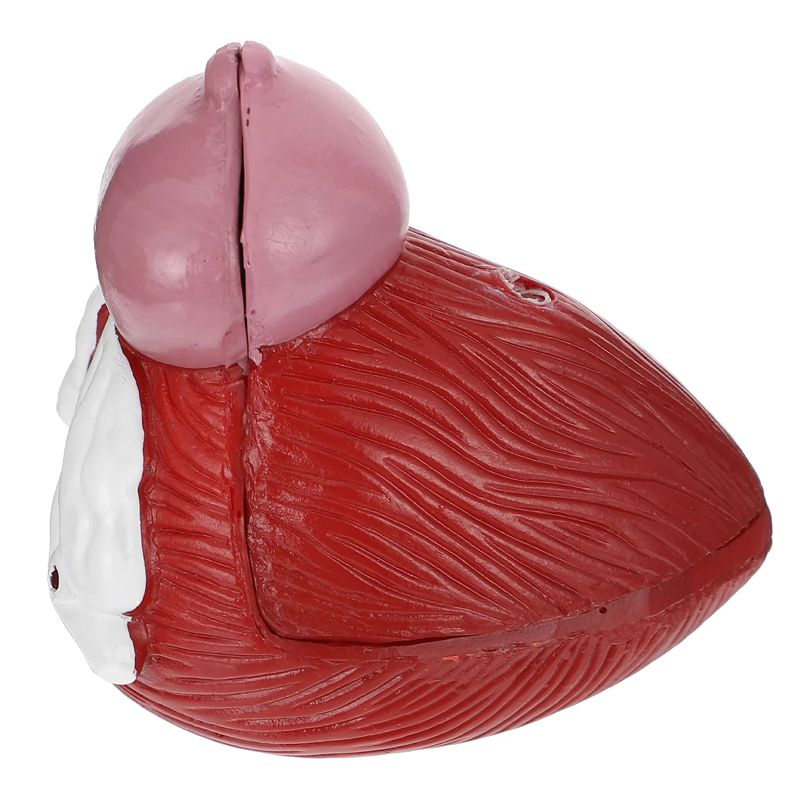 1pc Bladder Anatomical Model Prostate Anatomical Demonstration Model for School
1pc Bladder Anatomical Model Prostate Anatomical Demonstration Model for School