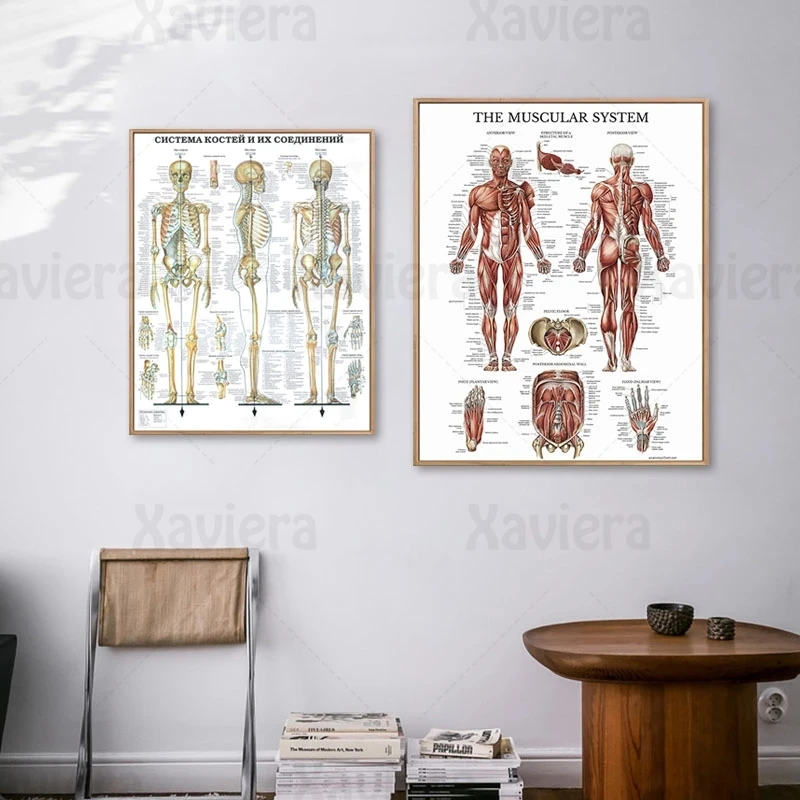 Human Anatomy Wall Art Skeletal Muscle Medical Education Canvas Painting HD Print Modern Home Decor Classroom Laboratory Mural
Human Anatomy Wall Art Skeletal Muscle Medical Education Canvas Painting HD Print Modern Home Decor Classroom Laboratory Mural