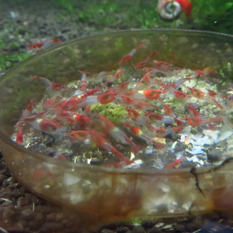 Hotest 35g Crystal Red Shrimp Food Natural Spinach Mixed Ingredient Aquarium Fish Tank
Hotest 35g Crystal Red Shrimp Food Natural Spinach Mixed Ingredient Aquarium Fish Tank