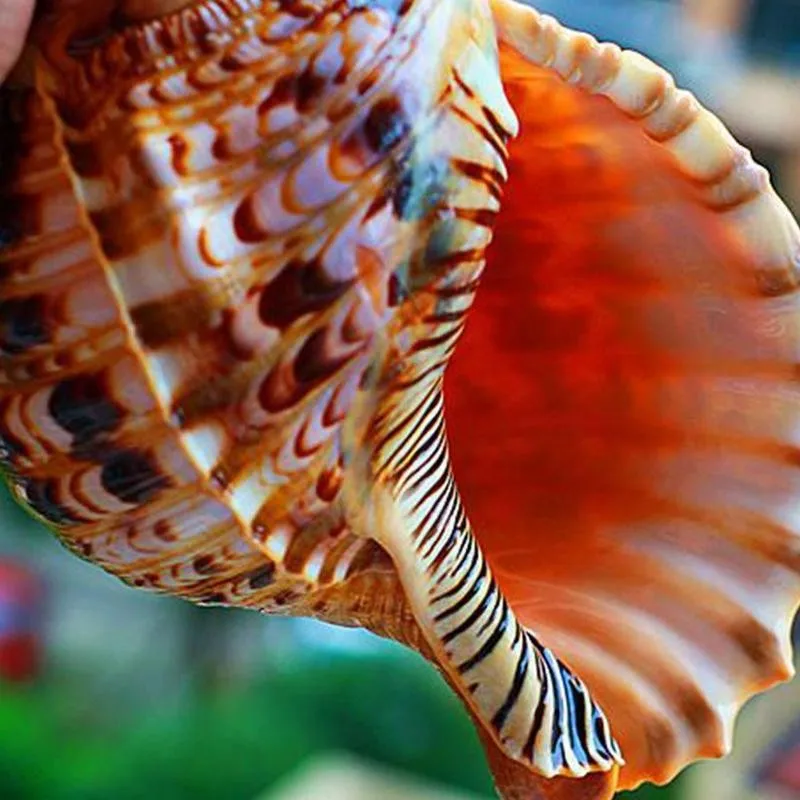 Large Conch Shell Furnishing Marine Decoration Big Conch Natural Ornaments Shell Wedding Festival Party Decor 20-23cm
Large Conch Shell Furnishing Marine Decoration Big Conch Natural Ornaments Shell Wedding Festival Party Decor 20-23cm