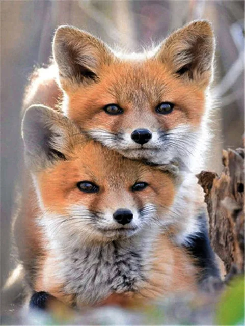 New Arrival DIY Digital Painting "Beautiful Fox" Digital Painting Picture Frame Gift Home Decoration
New Arrival DIY Digital Painting "Beautiful Fox" Digital Painting Picture Frame Gift Home Decoration