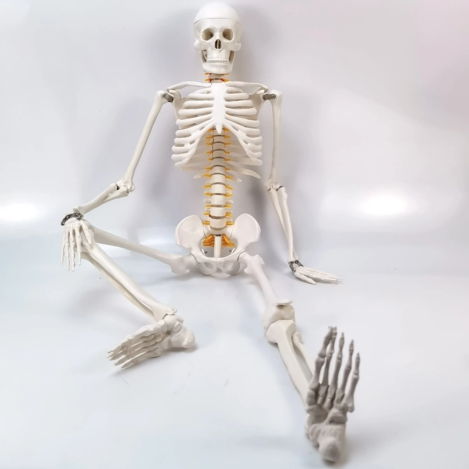 85CM Human Skeleton Model Simulation Human Skeleton Halloween Skeleton Medical Teaching Demonstration Props
85CM Human Skeleton Model Simulation Human Skeleton Halloween Skeleton Medical Teaching Demonstration Props