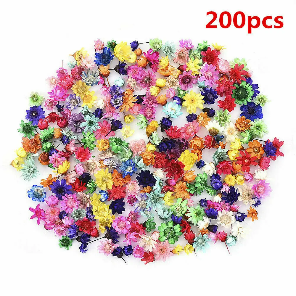 200x Brazilian Little Star Flower Dried Flower Real Flower Epoxy Jewelry Filler Eternal Flower Stereo Dried Flower
200x Brazilian Little Star Flower Dried Flower Real Flower Epoxy Jewelry Filler Eternal Flower Stereo Dried Flower