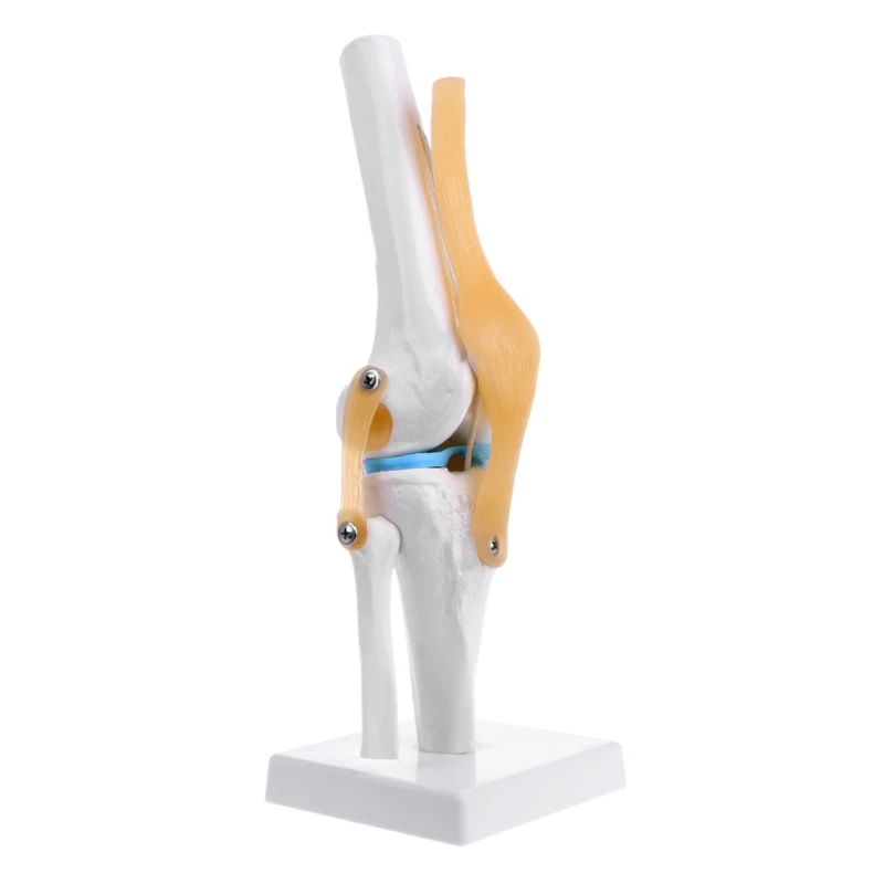Human Anatomical Knee Joint Flexible Skeleton Model Learning Aid Anatomy 
Human Anatomical Knee Joint Flexible Skeleton Model Learning Aid Anatomy