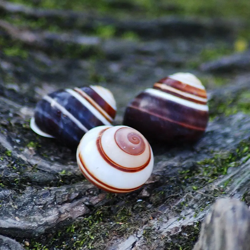 Ракушки для аквариума, пляжа, морской тематики, 1 шт.
Ракушки для аквариума, пляжа, морской тематики, 1 шт.