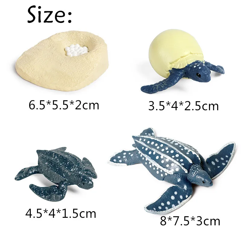 Turtle Elephant Turtle Leatherback Tortoise Life Growth Cycle Simulation Models Children's Nature Biology Educational Toys
Turtle Elephant Turtle Leatherback Tortoise Life Growth Cycle Simulation Models Children's Nature Biology Educational Toys