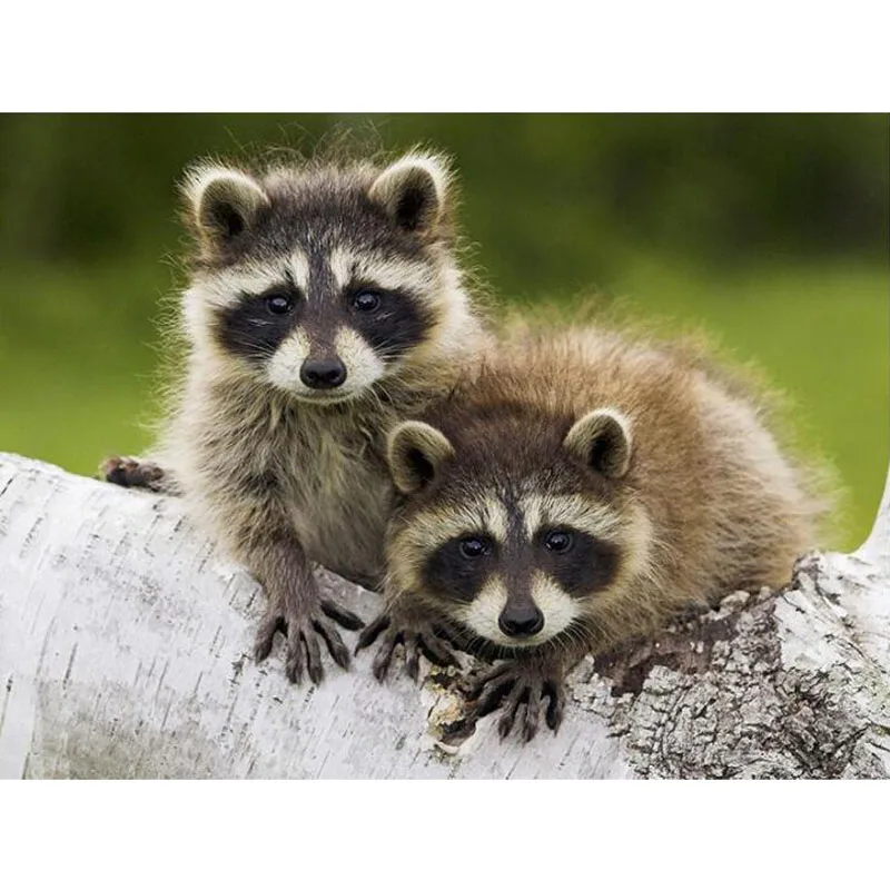Home Decoration Needlework 5D Diamond Painting Cross Stitch Raccoon Diamond Embroidery animal Full Square Diamond Mosaic BY699
Home Decoration Needlework 5D Diamond Painting Cross Stitch Raccoon Diamond Embroidery animal Full Square Diamond Mosaic BY699