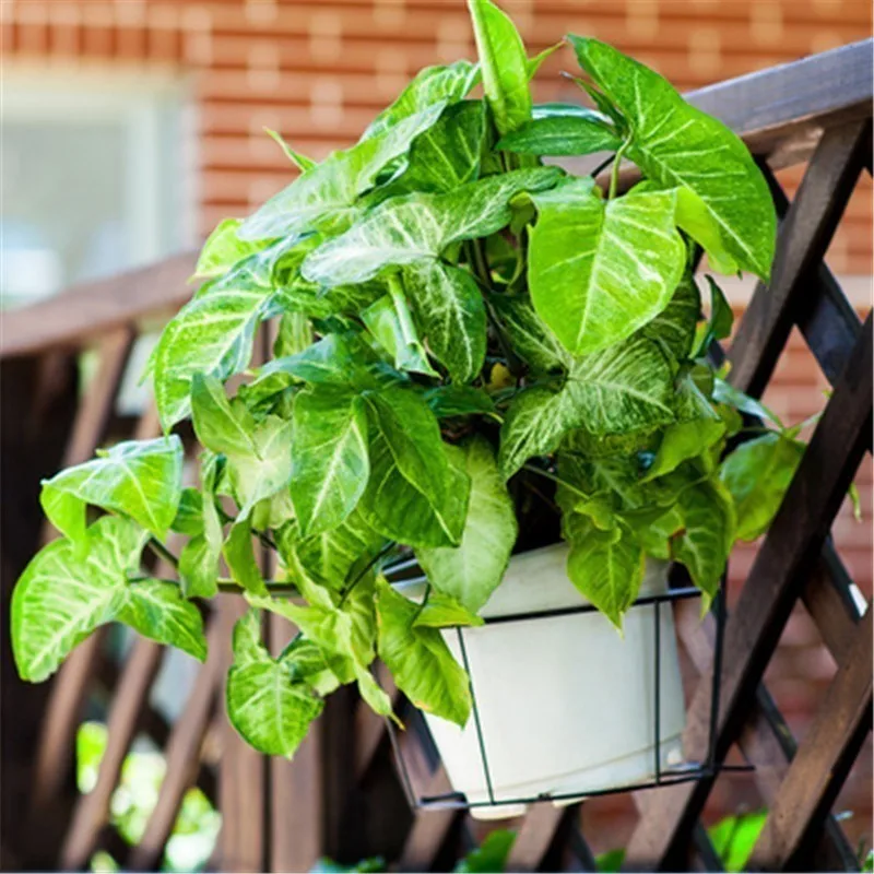 Decorative Metal Decoracion Exterior Balkon Salincagi Support Plante Terrasse Decoration Balcon Stand Flower Balcony Plant Shelf
Decorative Metal Decoracion Exterior Balkon Salincagi Support Plante Terrasse Decoration Balcon Stand Flower Balcony Plant Shelf