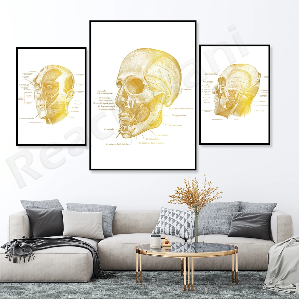 Facial muscle gold anatomy art anatomy face poster beautician gift massage therapist office decoration clinic wall decoration 
Facial muscle gold anatomy art anatomy face poster beautician gift massage therapist office decoration clinic wall decoration