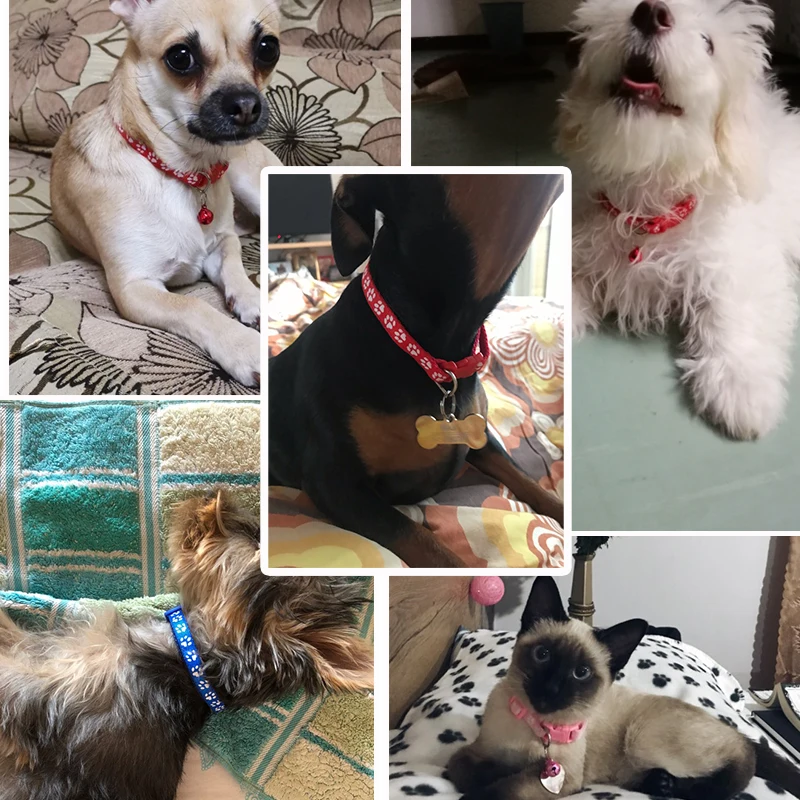 Adjustable Pet Dog Cat Collar Small Pets Nylon Buckles With Bell Dogs Cats Supplies For Chihuahua Bulldog Leash Accessories
Adjustable Pet Dog Cat Collar Small Pets Nylon Buckles With Bell Dogs Cats Supplies For Chihuahua Bulldog Leash Accessories