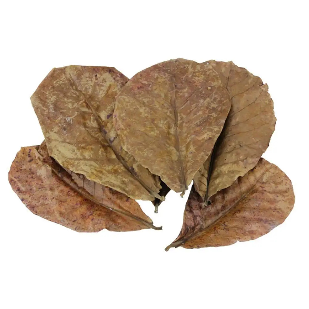 Grade A Natural Terminalia Catappa Foetida Leaves Island Leaf Almond Shrimp Improve Quality Crystal Water T0T3
Grade A Natural Terminalia Catappa Foetida Leaves Island Leaf Almond Shrimp Improve Quality Crystal Water T0T3