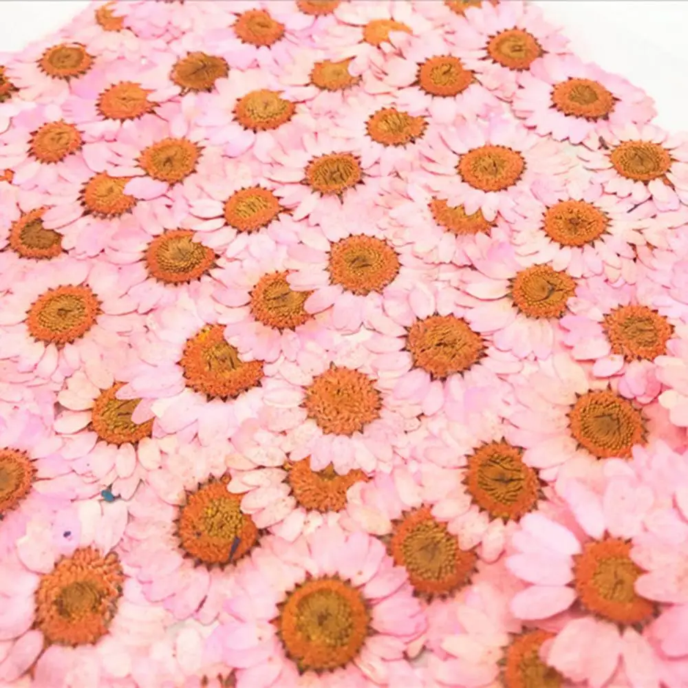 12 шт. натуральные прессованные декоративные сушеные цветы высушенные цветочные