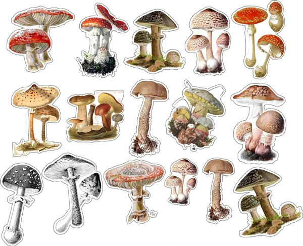 16Pcs/Bag Vintage Mushroom Sticker DIY Craft Scrapbooking Album Junk Journal Planner Decorative Stickers
16Pcs/Bag Vintage Mushroom Sticker DIY Craft Scrapbooking Album Junk Journal Planner Decorative Stickers