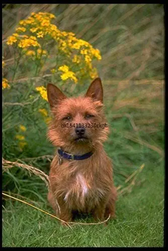 Warning Australian Terrier On Duty Dog Metal Sign Home Cafe Bar Pub Retro Wall Decoration Man Cave 12X16 inch
Warning Australian Terrier On Duty Dog Metal Sign Home Cafe Bar Pub Retro Wall Decoration Man Cave 12X16 inch