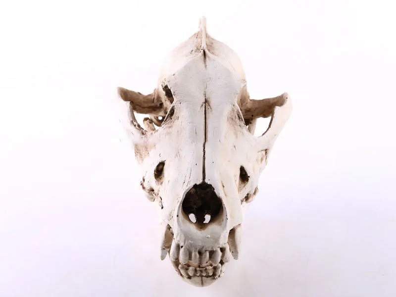 Модель черепа волка, черепа, животного, черепа, украшения из смолы, ремесла, аксессуары для дома